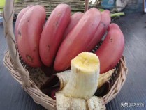 高蕉的功效,高蕉的功效与作用及禁忌?