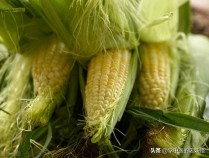 玉米的功效,玉米的功效与作用及副作用