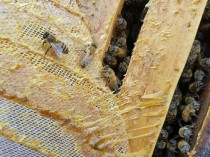 澳洲黑蜂胶功效,澳洲黑蜂胶功效怎么样