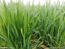 小麦苗的功效与作用及食用方法,小麦苗的功效与作用及食用方法图片