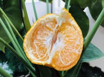 粑粑橘子的功效,粑粑柑和橘子的营养