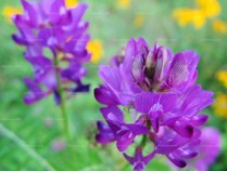 紫花苜蓿功效与作用,紫花苜蓿功效与作用禁忌